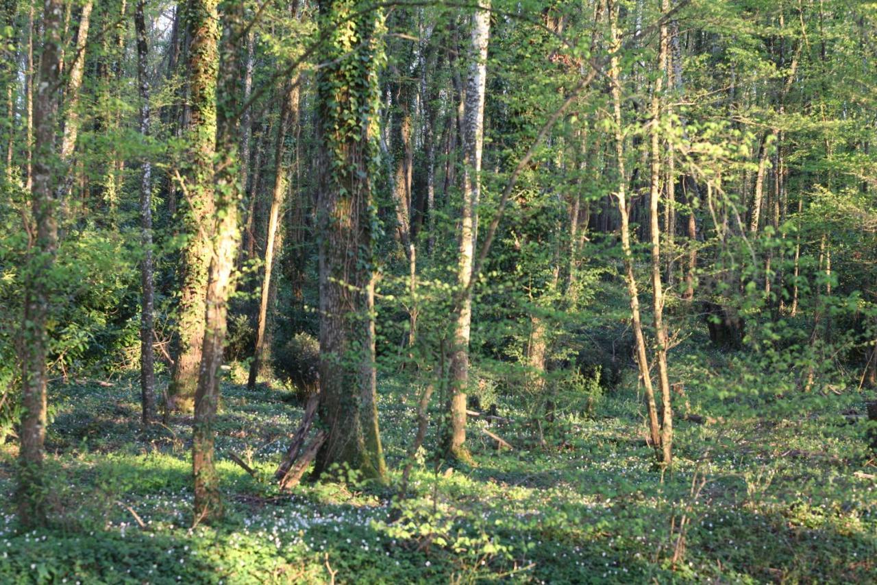 Fleurs De Brenne Gite Neuillé-le-Lierre المظهر الخارجي الصورة