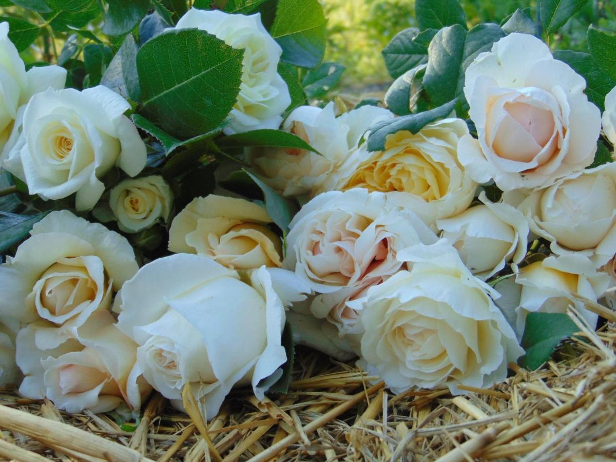 Fleurs De Brenne Gite Neuillé-le-Lierre المظهر الخارجي الصورة