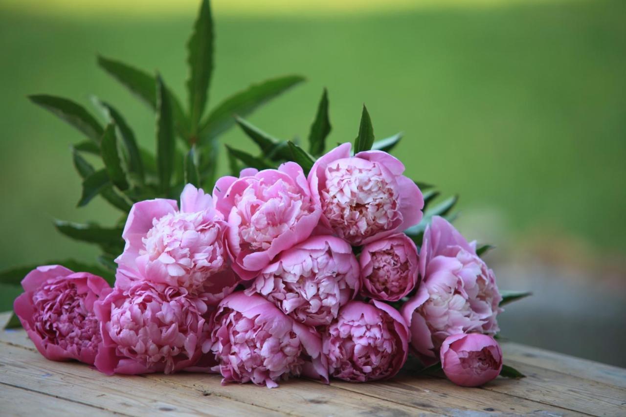 Fleurs De Brenne Gite Neuillé-le-Lierre المظهر الخارجي الصورة